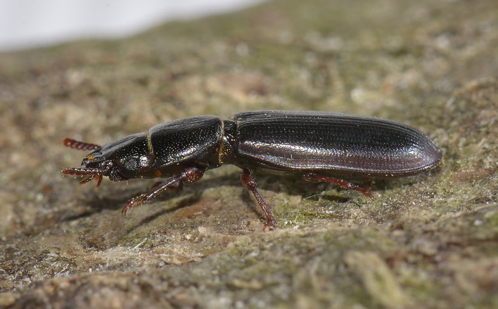Tenebroides mauritanicus o fuscus?